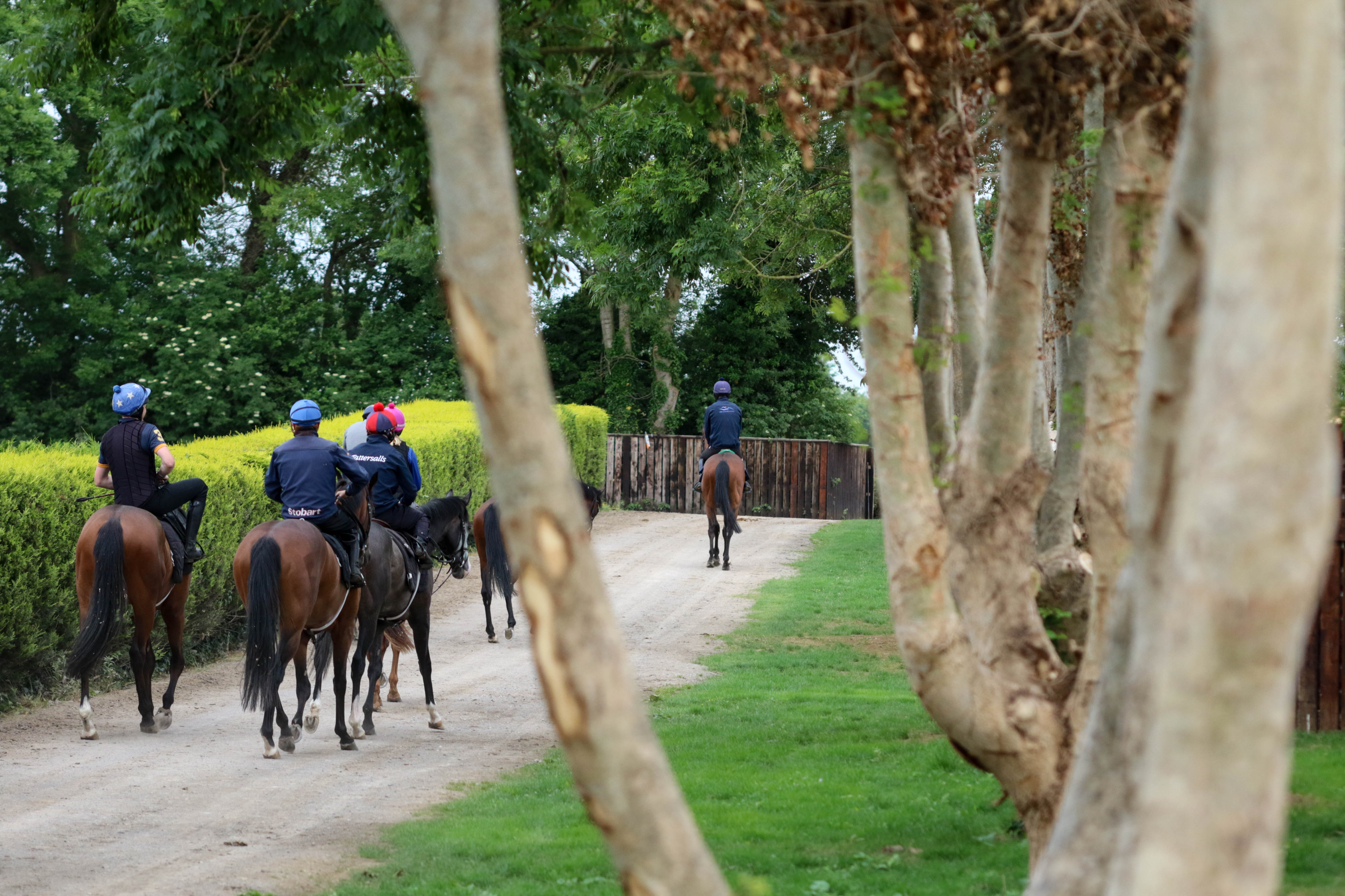 On way to the gallops